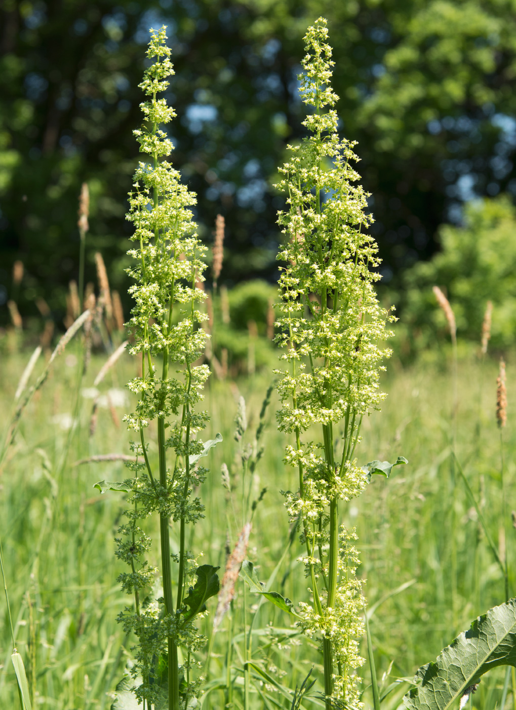 Изображение особи род Rumex.