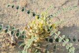 Astragalus lehmannianus. Цветущее и плодоносящее растение. Узбекистан, Бухарская обл., окр. оз. Тудакуль, закреплённые пески. 4 мая 2022 г.