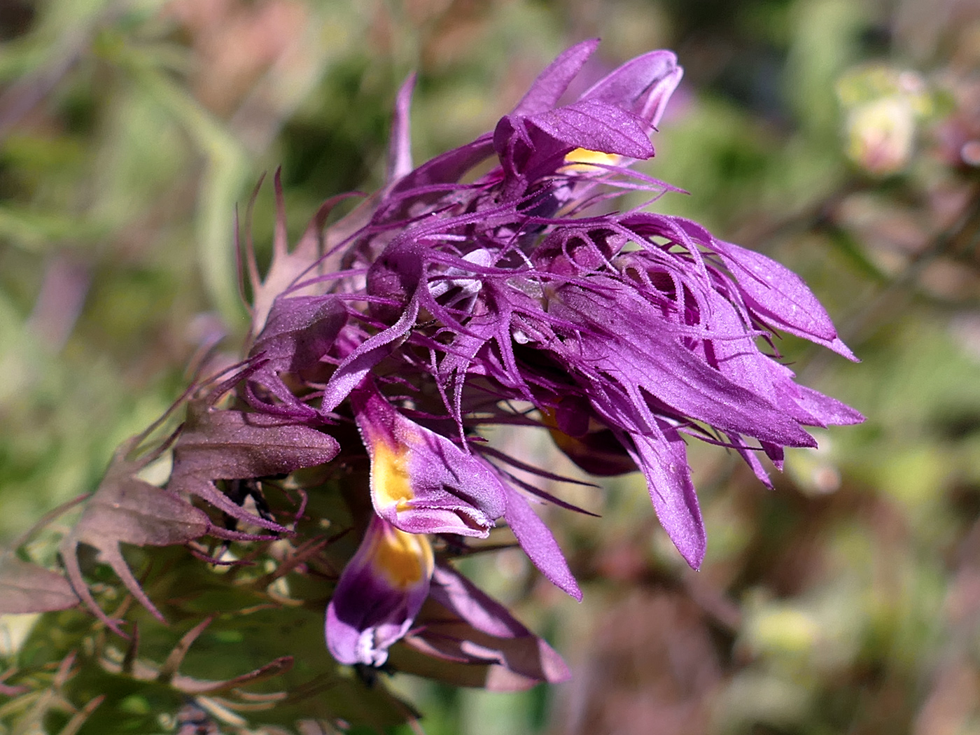 Image of Melampyrum arvense specimen.