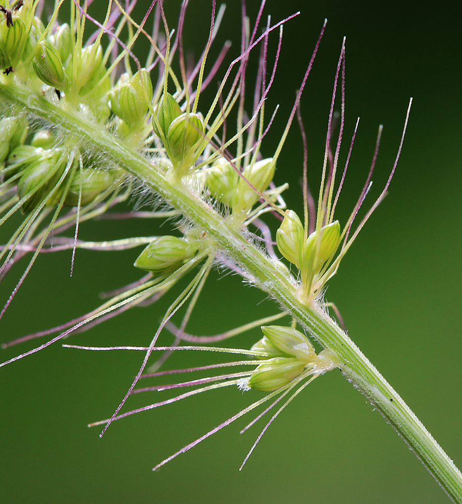 Image of Setaria faberi specimen.