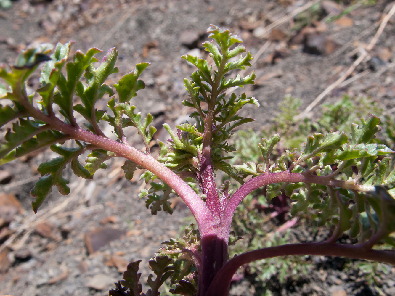 Image of Scrophularia ruprechtii specimen.