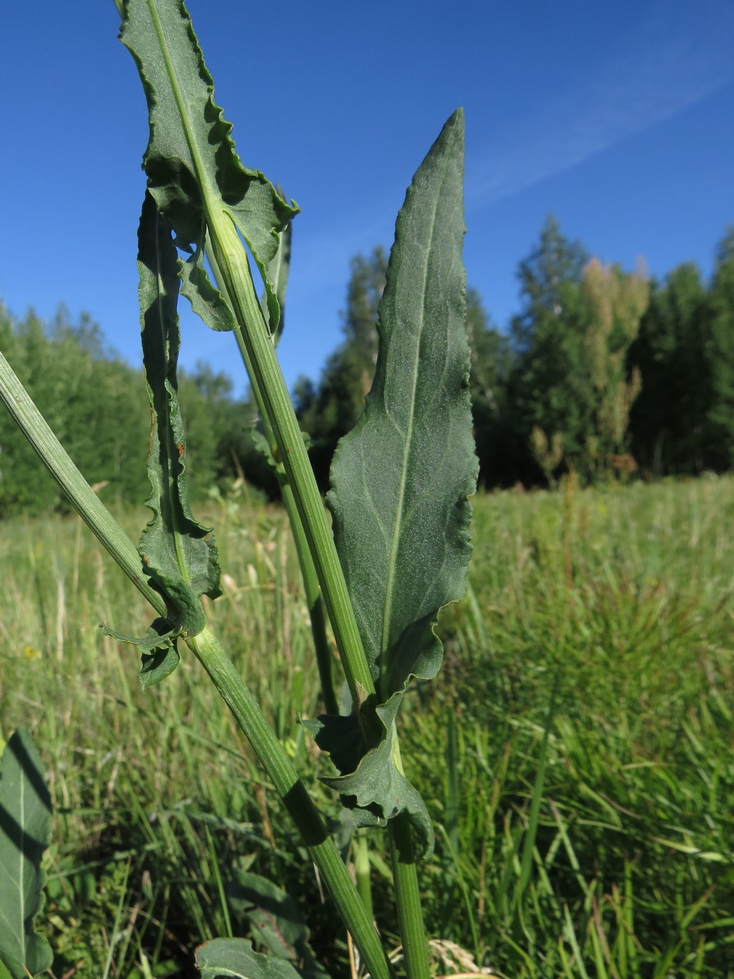 Изображение особи Rumex thyrsiflorus.