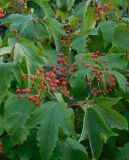 Смотреть изображение Viburnum sargentii
