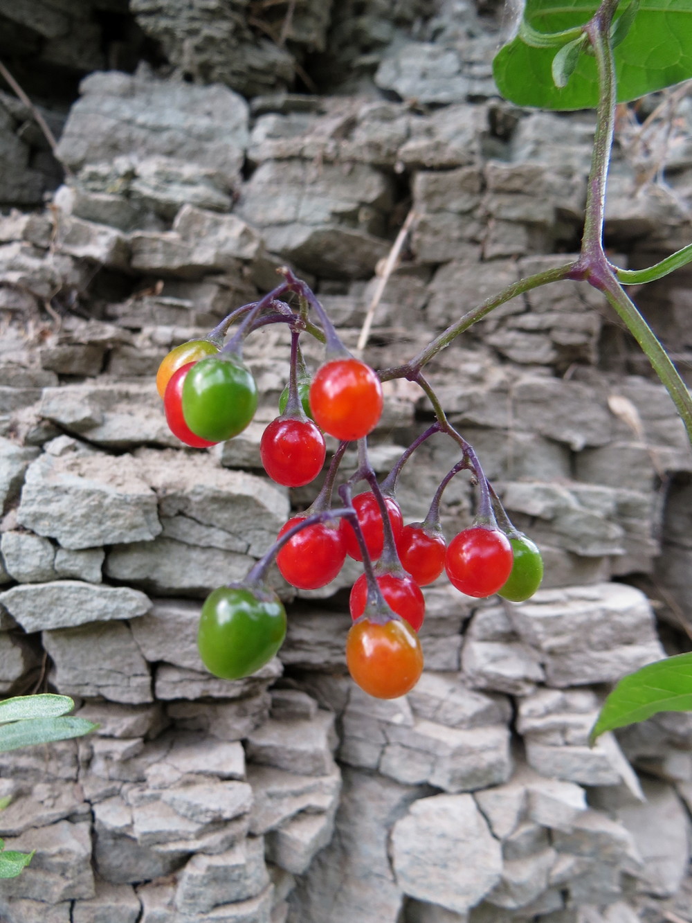 Image of Solanum kitagawae specimen.