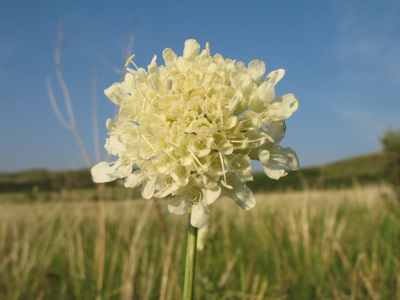 Image of Scabiosa ochroleuca specimen.