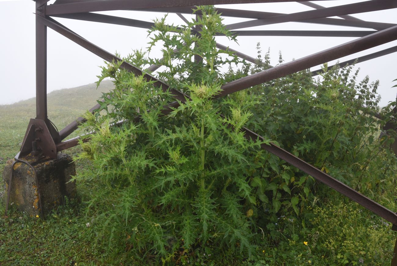 Image of genus Cirsium specimen.