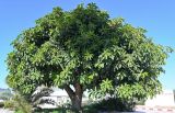 Ficus lutea. Взрослое дерево. Марокко, обл. Касабланка - Сеттат, г. Касабланка, в культуре. 30.12.2022.