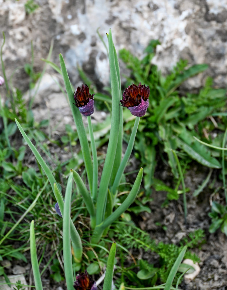 Изображение особи Allium atrosanguineum.