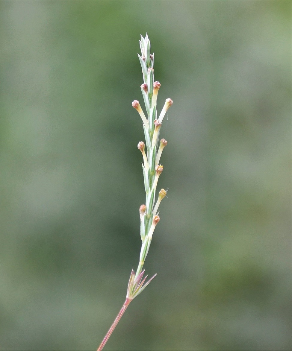 Изображение особи Crucianella imbricata.