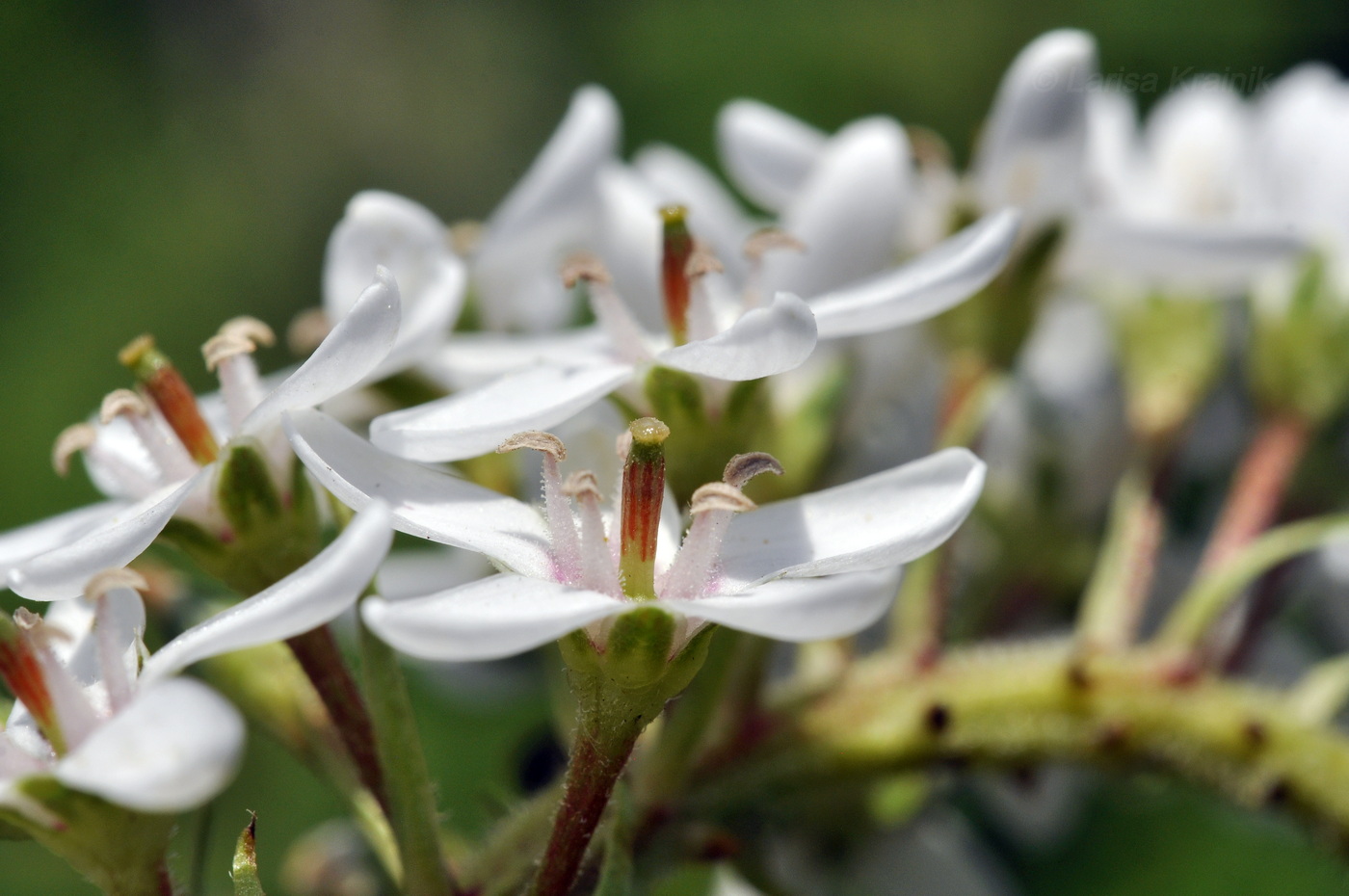 Image of Lysimachia clethroides specimen.