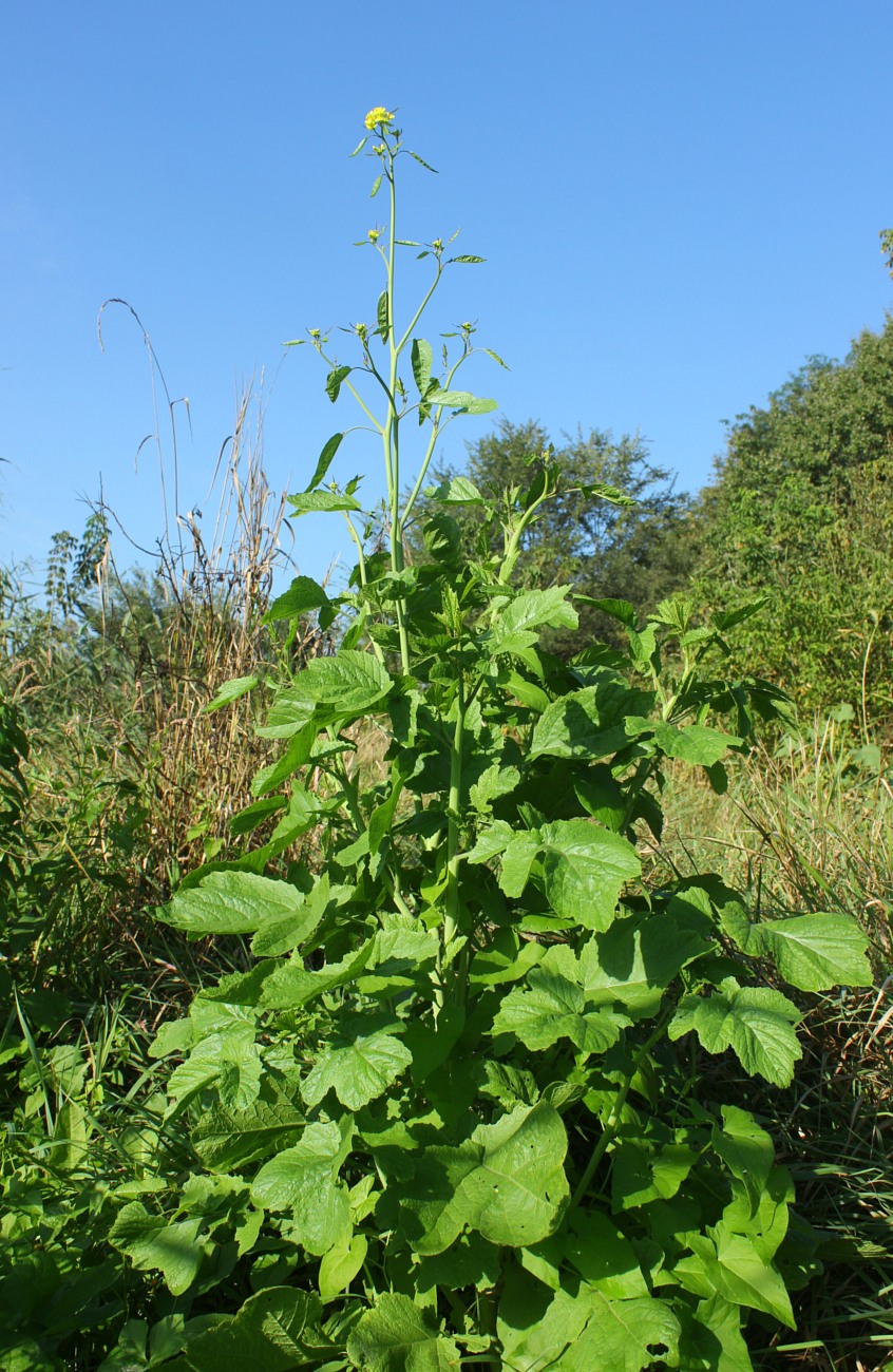 Image of Brassica nigra specimen.