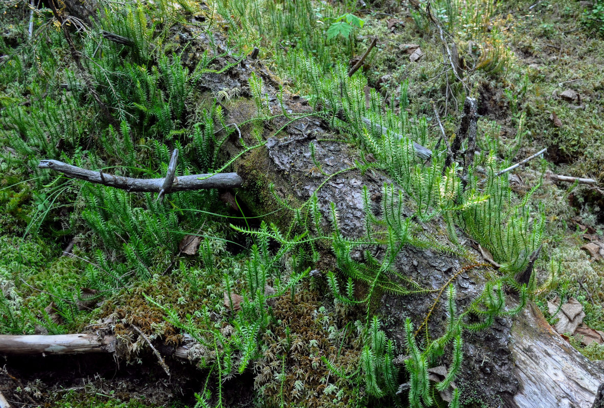 Изображение особи Lycopodium annotinum.