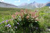 Aconogonon songaricum. Цветущее растение. Казахстан, Заилийский Алатау в окр. г. Алматы, Проходное ущ., подножие пика Советов, 3200 м н.у.м., субальпийский луг. 13 июля 2023 г.