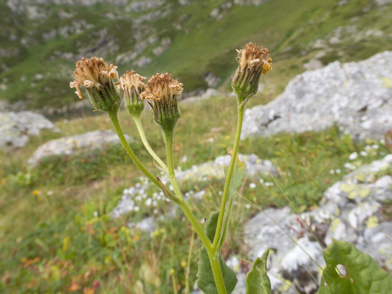 Изображение особи Senecio taraxacifolius.