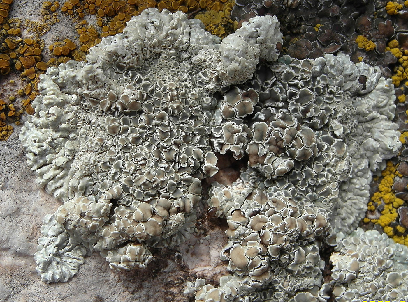 Image of Lecanora muralis specimen.