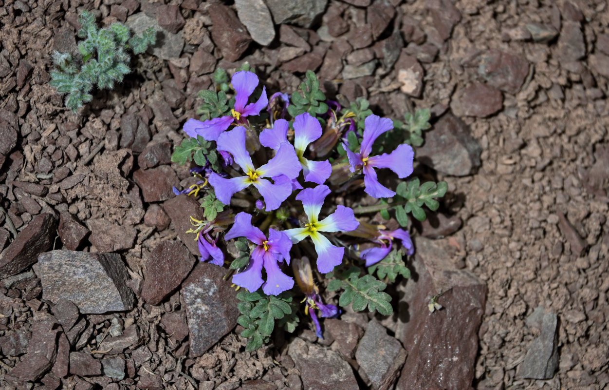 Image of Chorispora bungeana specimen.