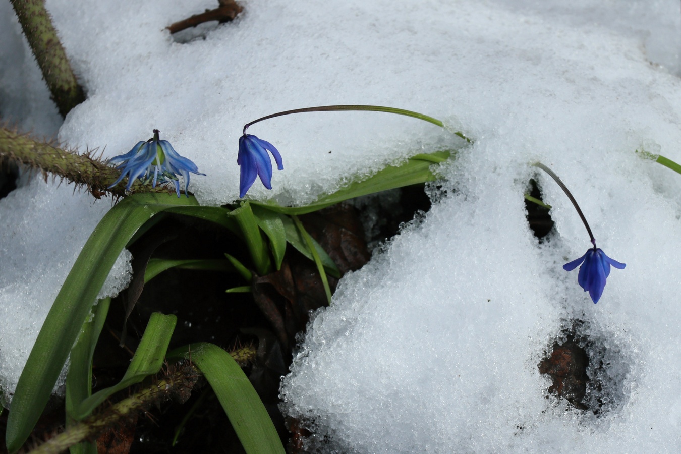 Изображение особи Scilla siberica.