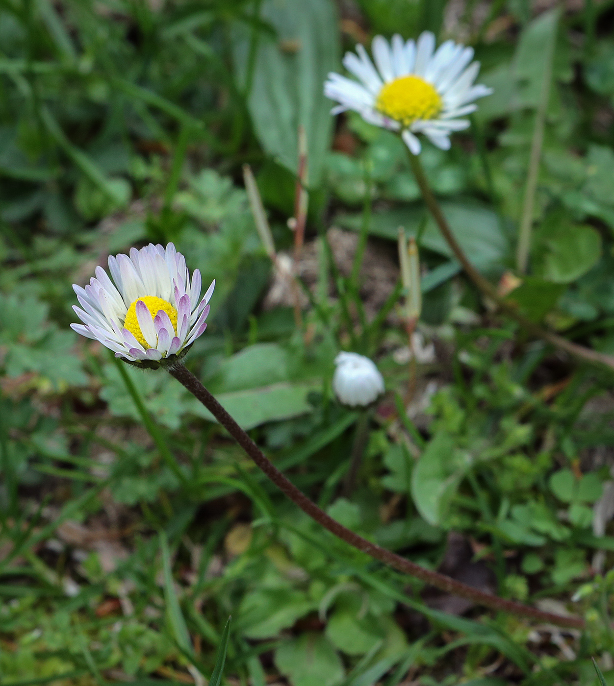 Image of Bellis perennis specimen.