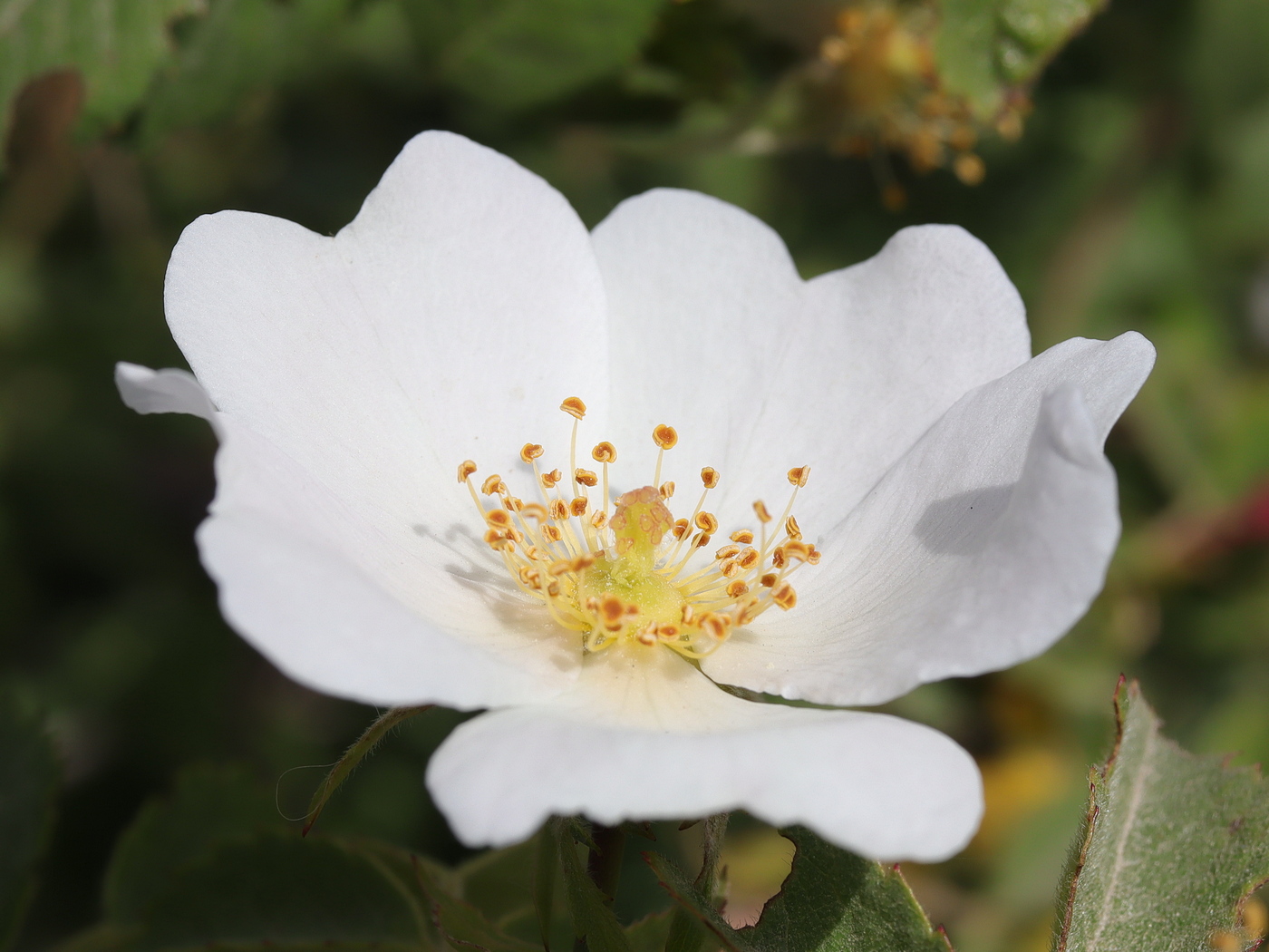 Image of Rosa tomentosa specimen.