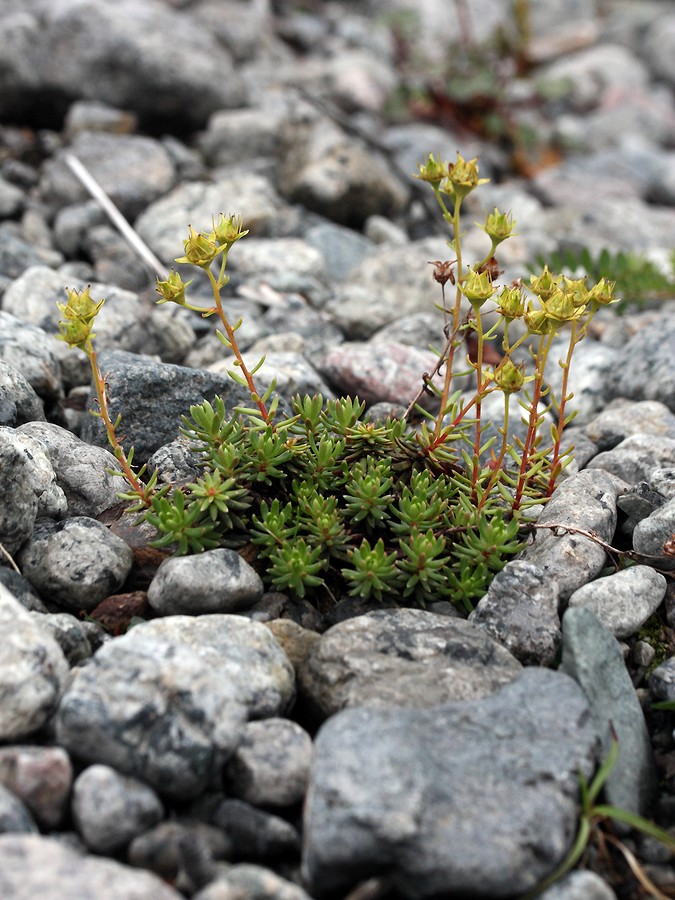 Image of Saxifraga aizoides specimen.