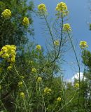 Sisymbrium loeselii