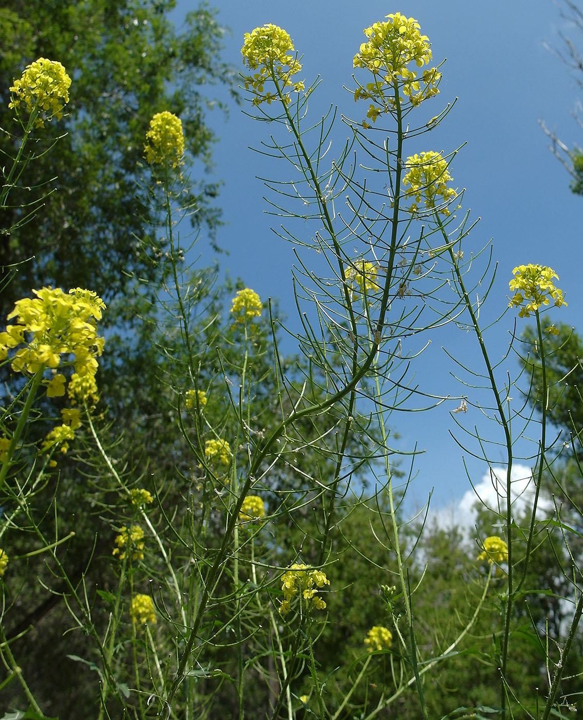 Image of Sisymbrium loeselii specimen.