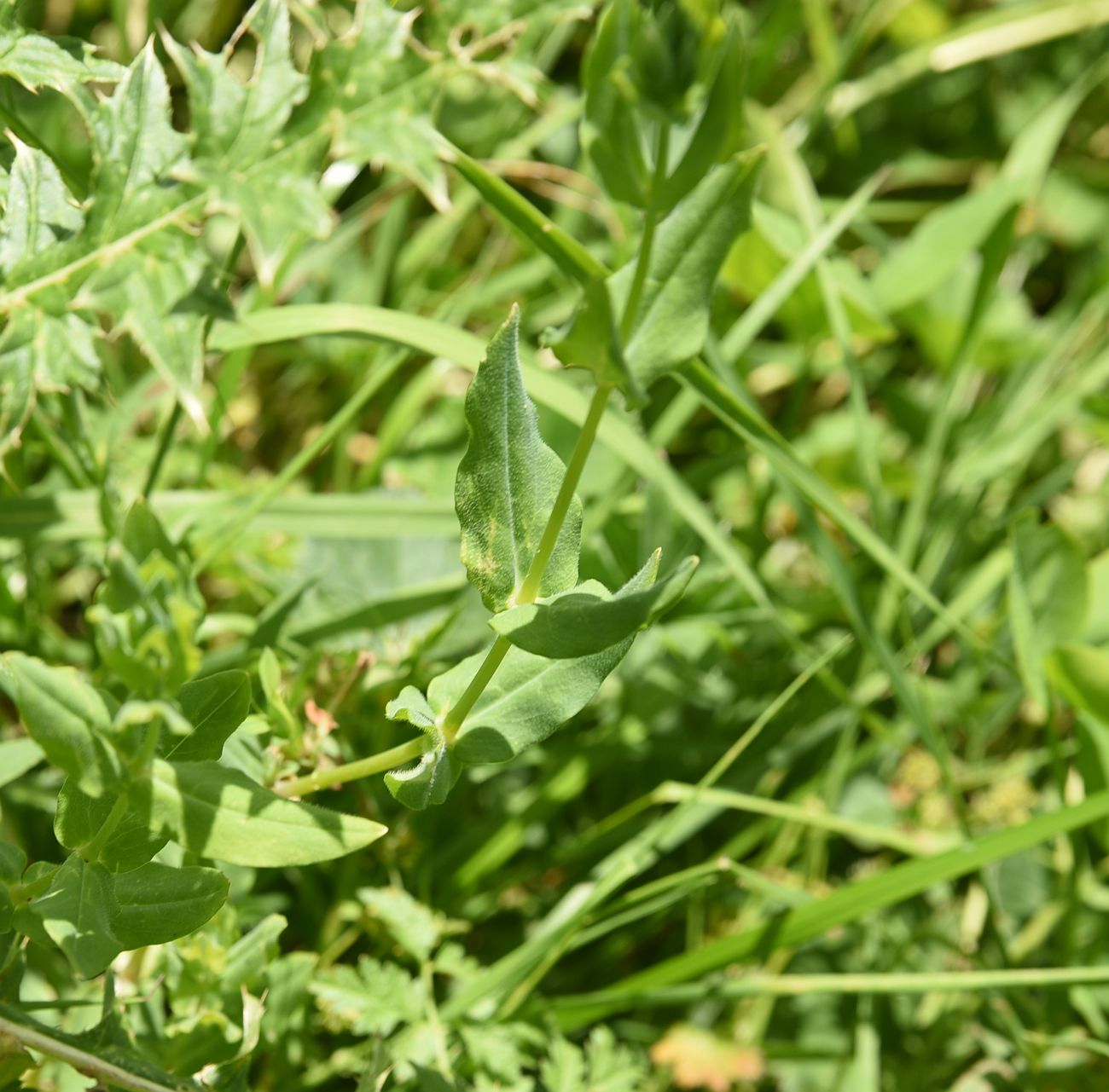 Image of genus Cerastium specimen.