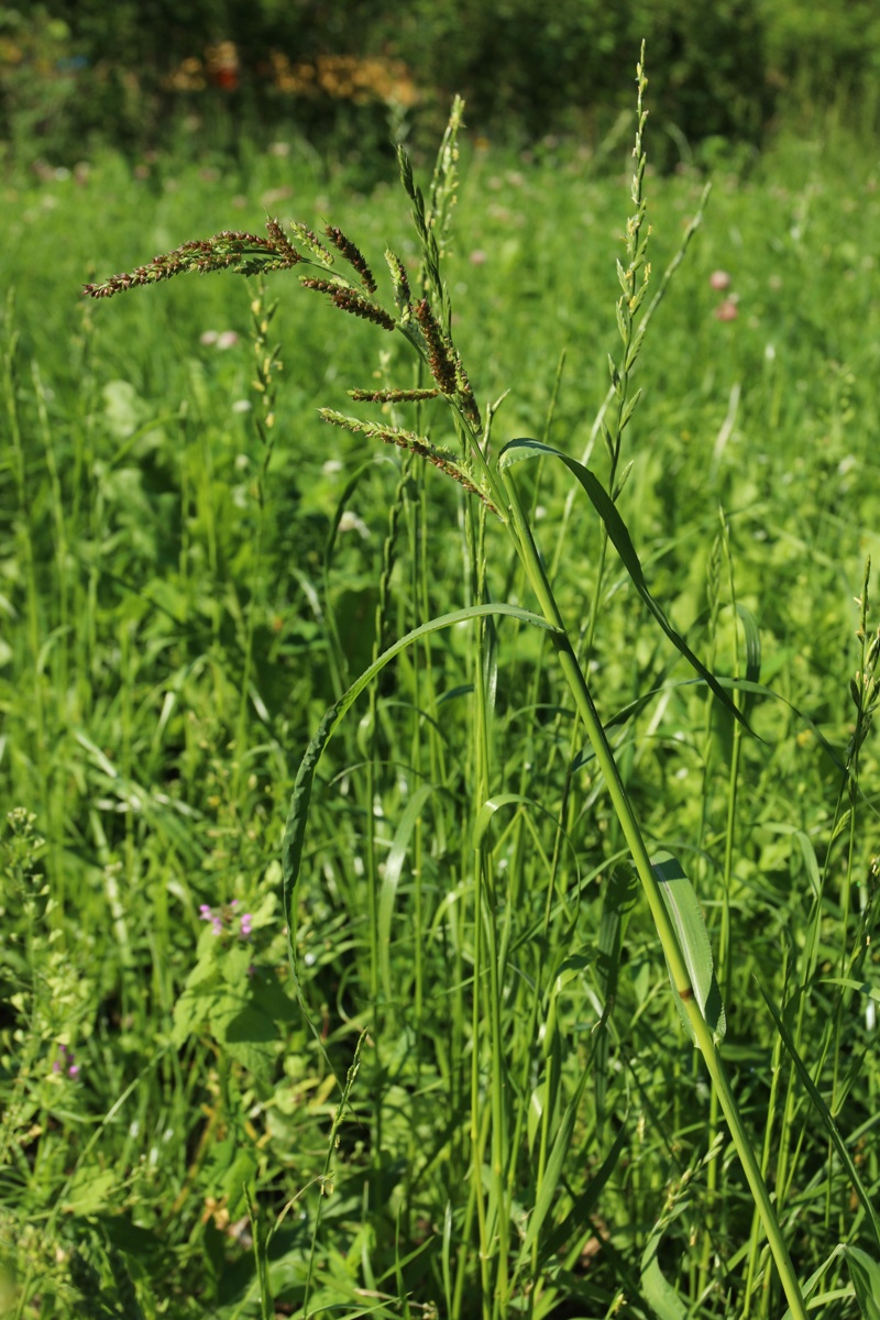 Изображение особи Echinochloa crus-galli.