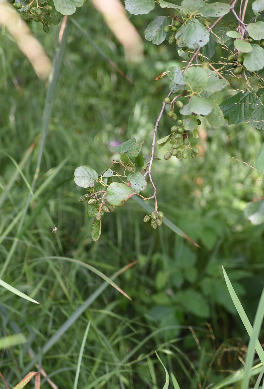 Изображение особи Alnus glutinosa.