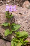 Epilobium anagallidifolium. Цветущее растение. Карачаево-Черкесия, Урупский р-н, верховья р. Архыз, каменистый берег реки. 08.08.2024.