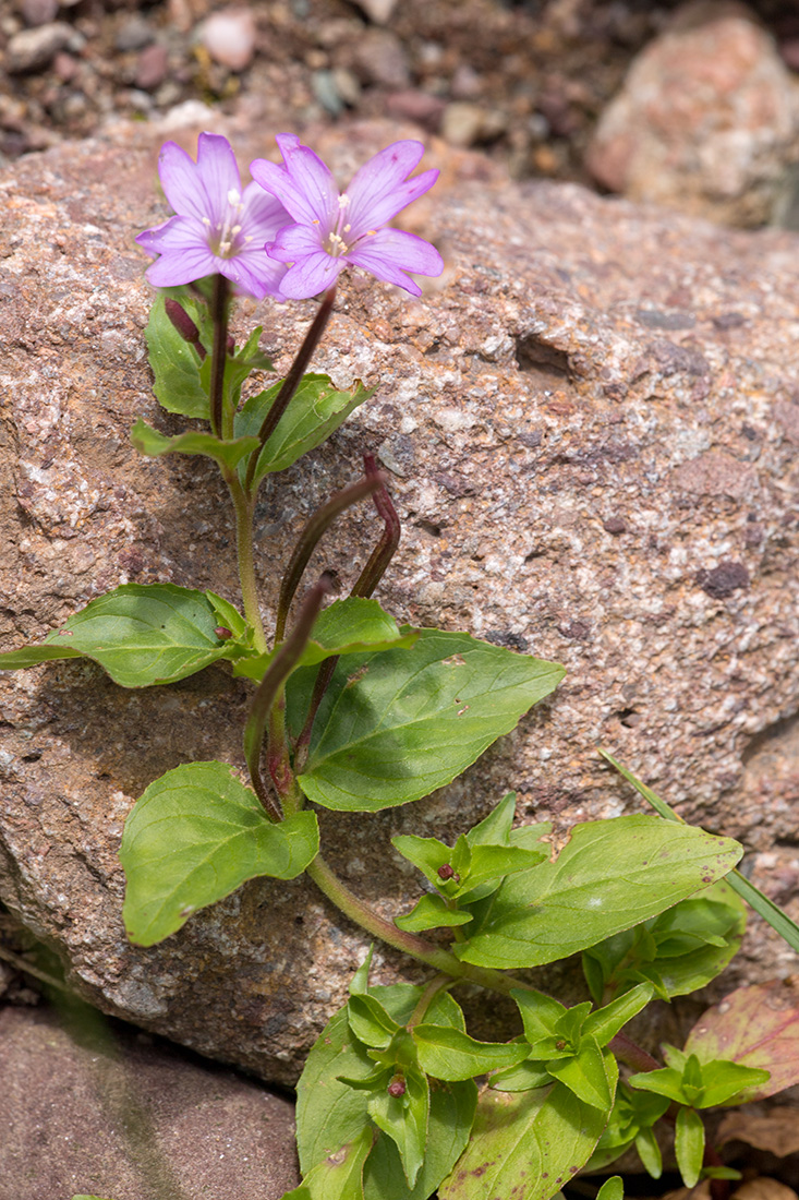 Изображение особи Epilobium anagallidifolium.