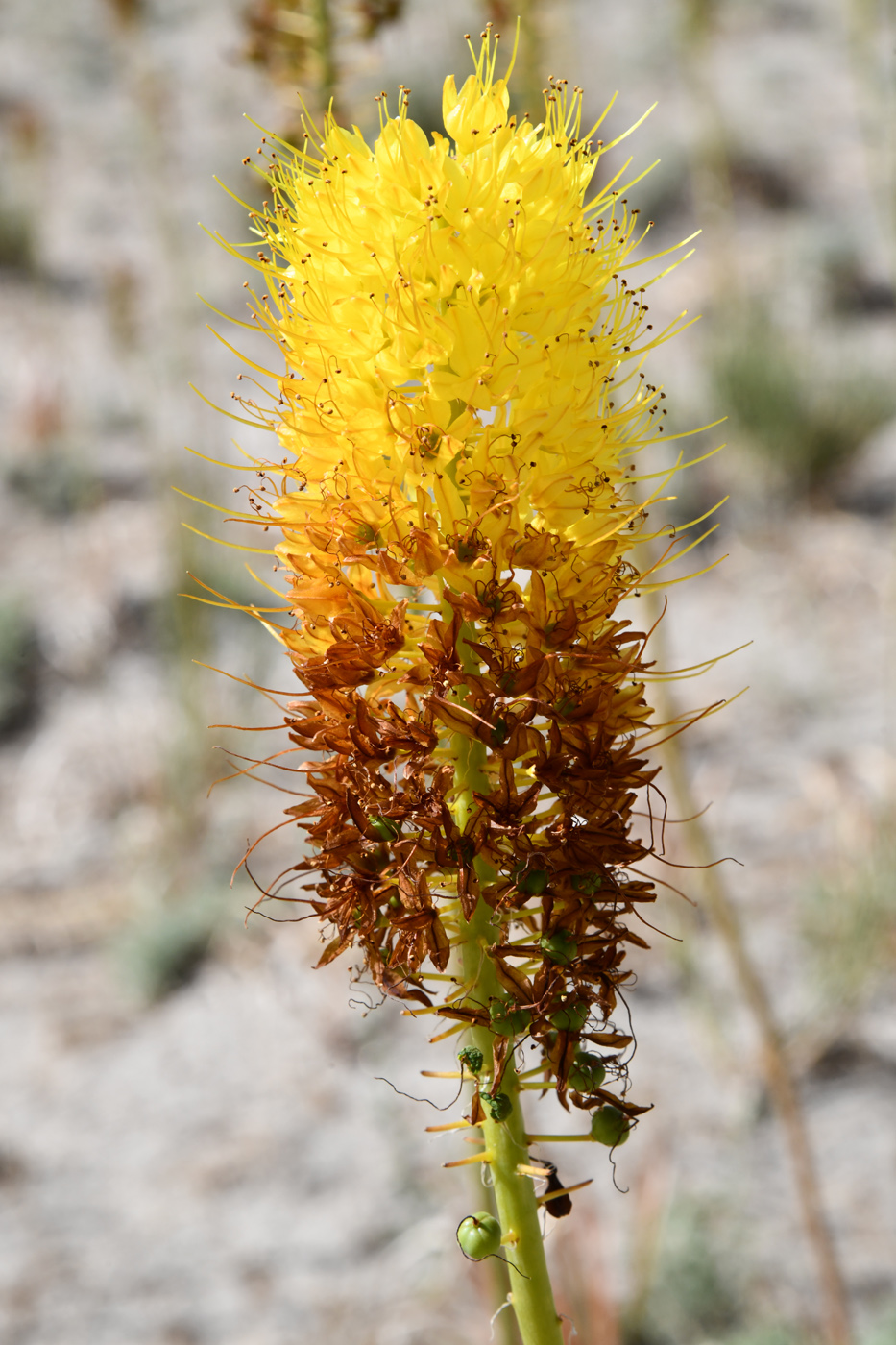 Image of Eremurus stenophyllus specimen.