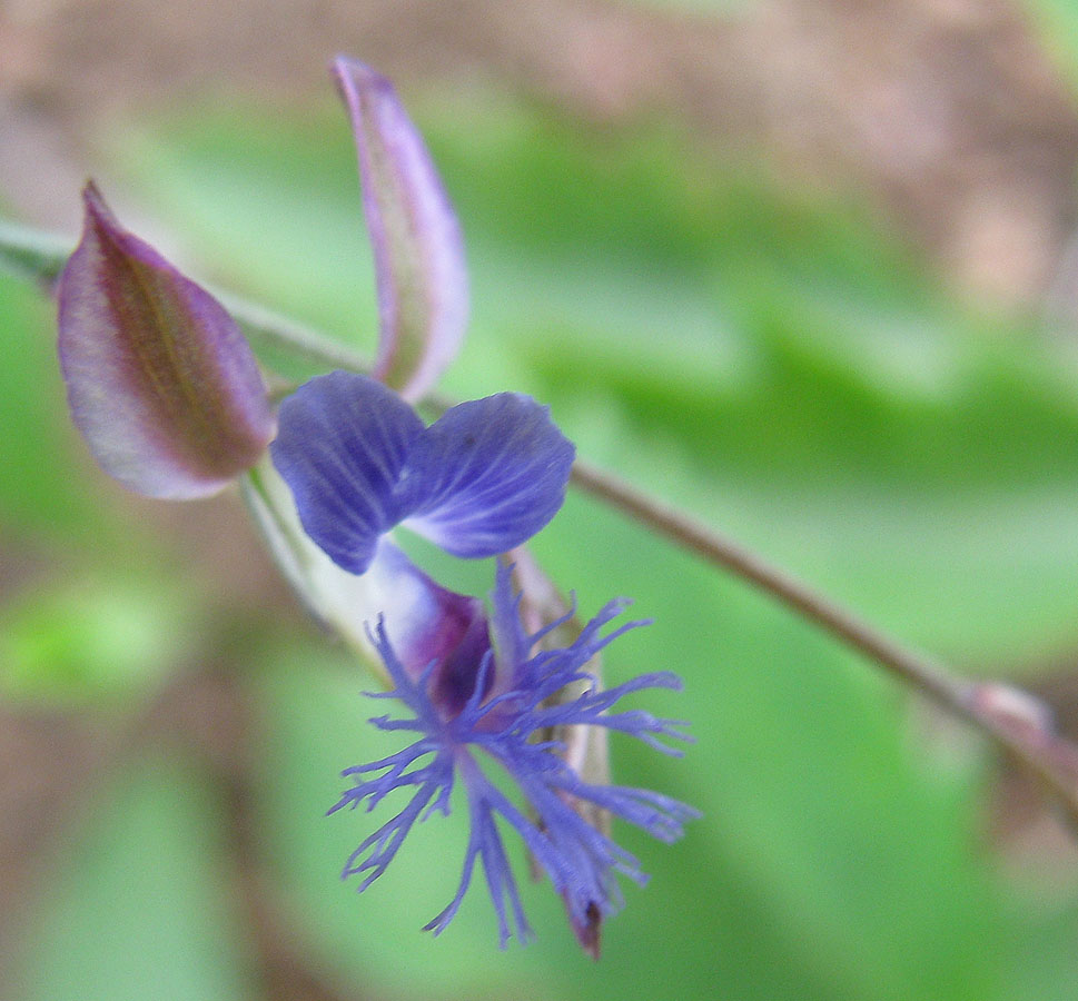 Image of Polygala tenuifolia specimen.