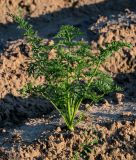 Daucus sativus