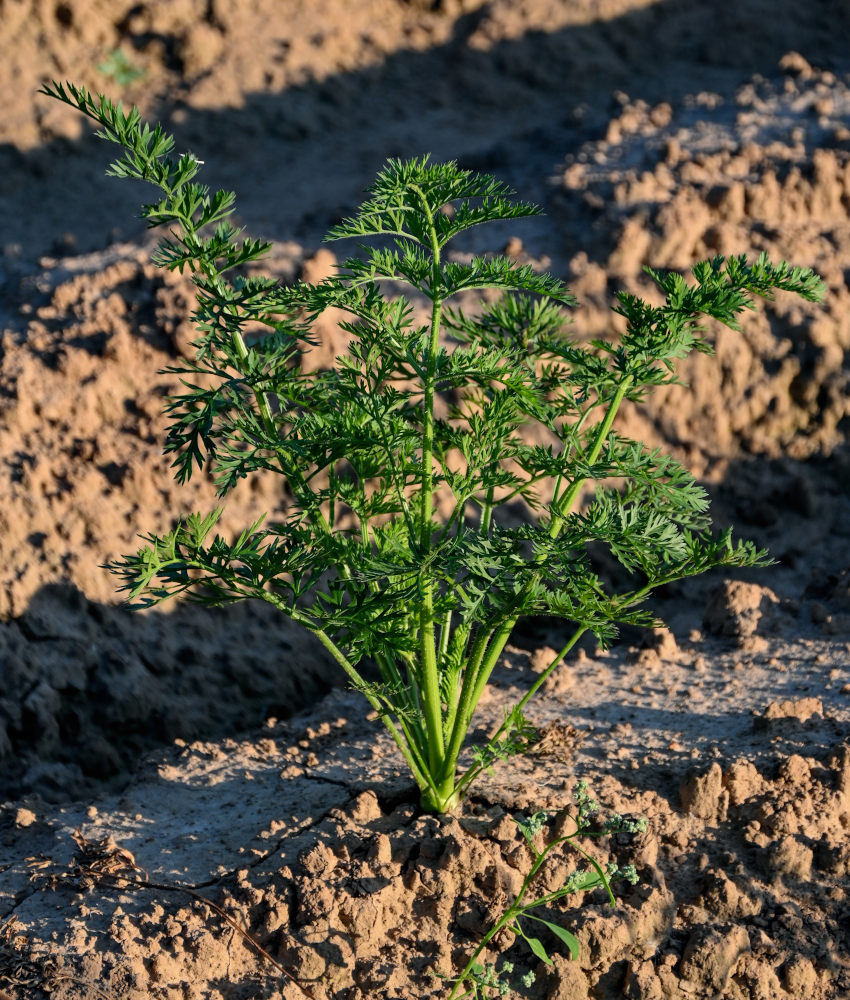 Image of Daucus sativus specimen.