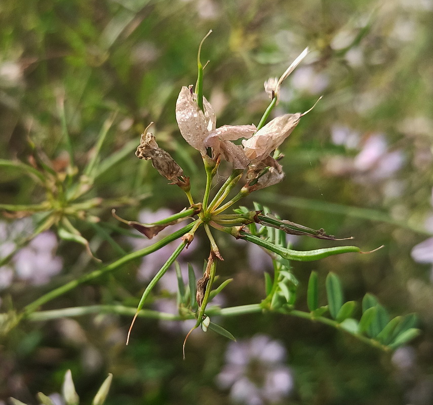 Image of Securigera varia specimen.