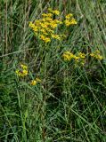 Senecio jacobaea. Верхушка цветущего растения. Московская обл., окр. г. Железнодорожный, долина р. Чёрная, залежь. 26.08.2024.