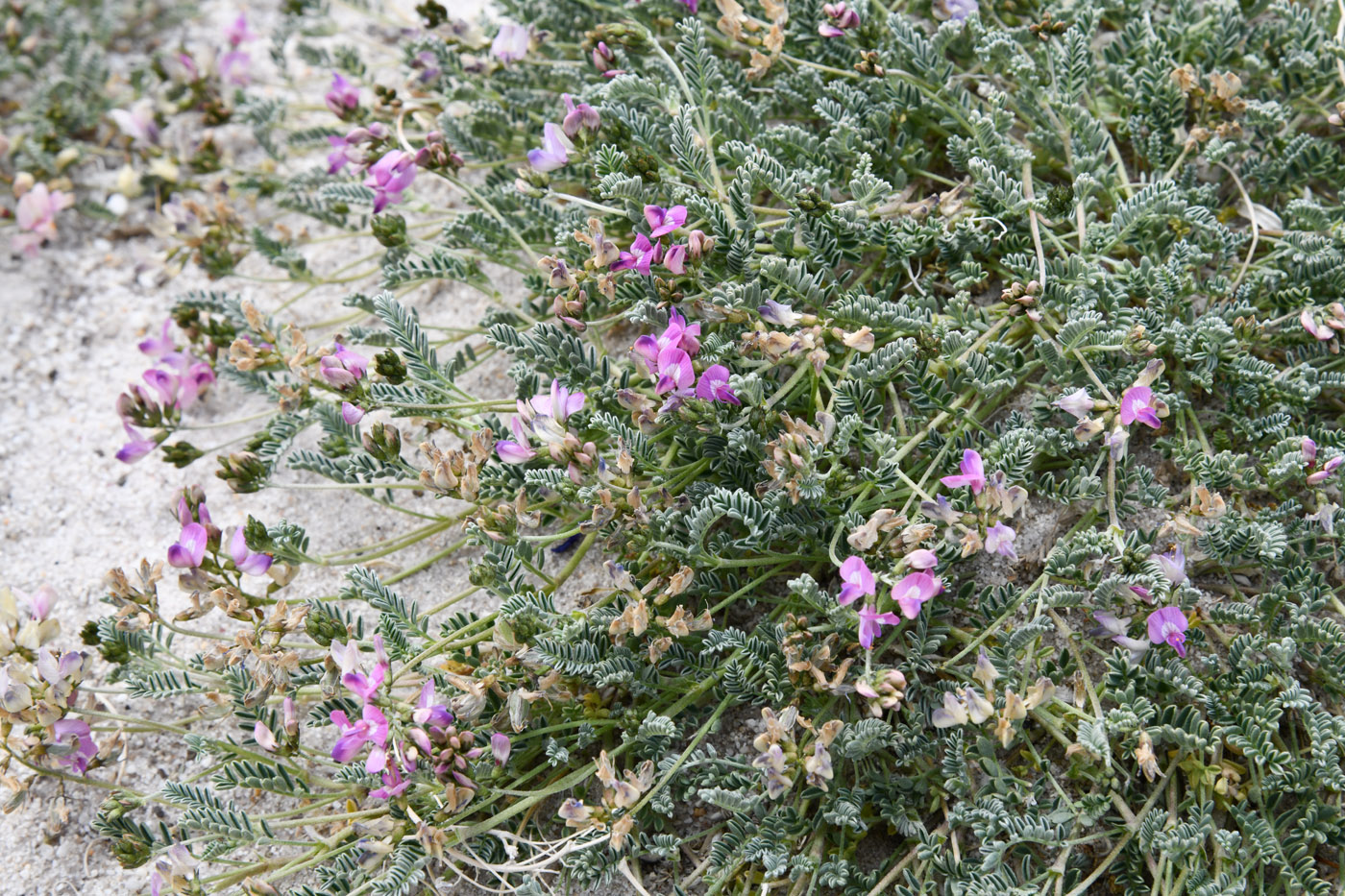 Image of genus Oxytropis specimen.