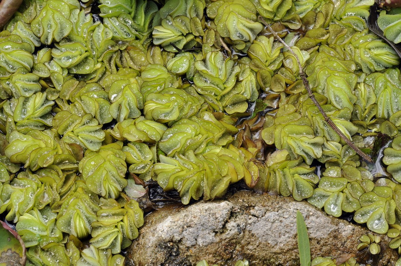 Image of Salvinia molesta specimen.