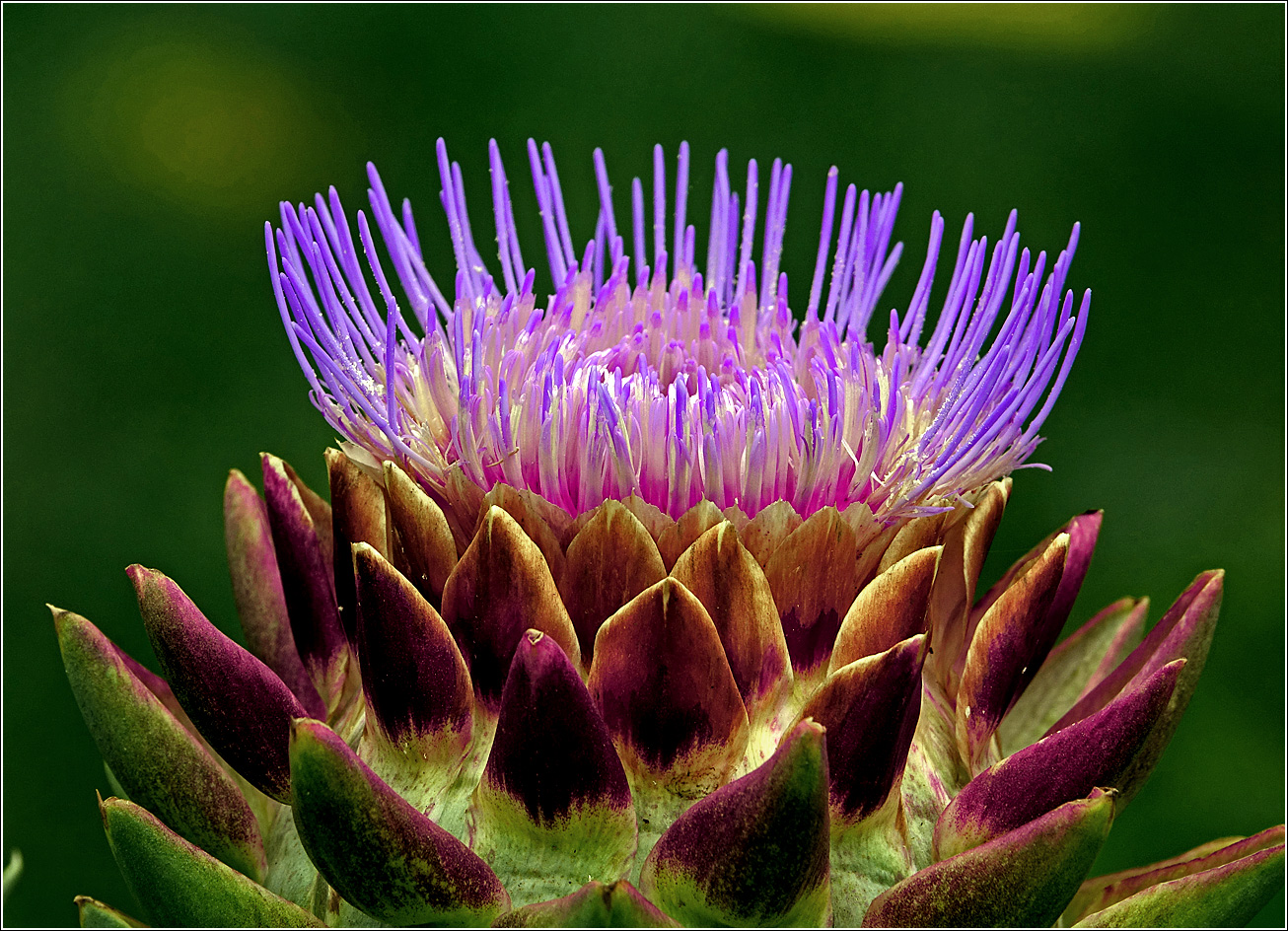 Изображение особи Cynara scolymus.