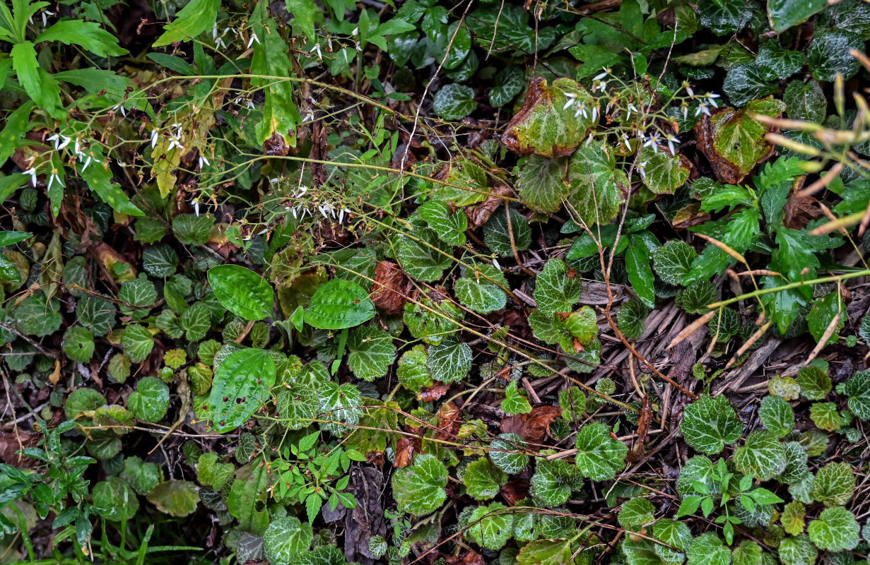 Image of Saxifraga stolonifera specimen.