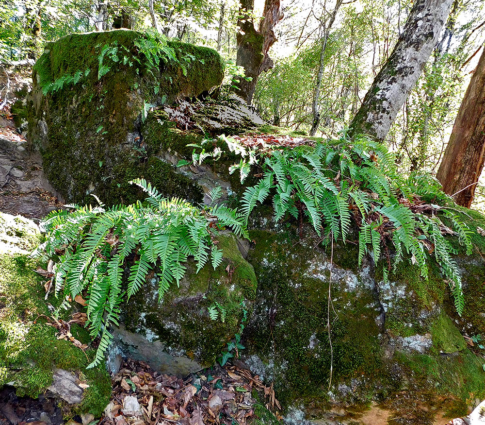 Image of Polypodium vulgare specimen.