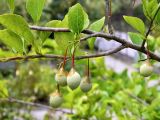 Styrax officinalis. Часть побега с плодами. Италия, г. Падуя, ботанический сад Падуи (Orto Botanico di Padova). Июль.