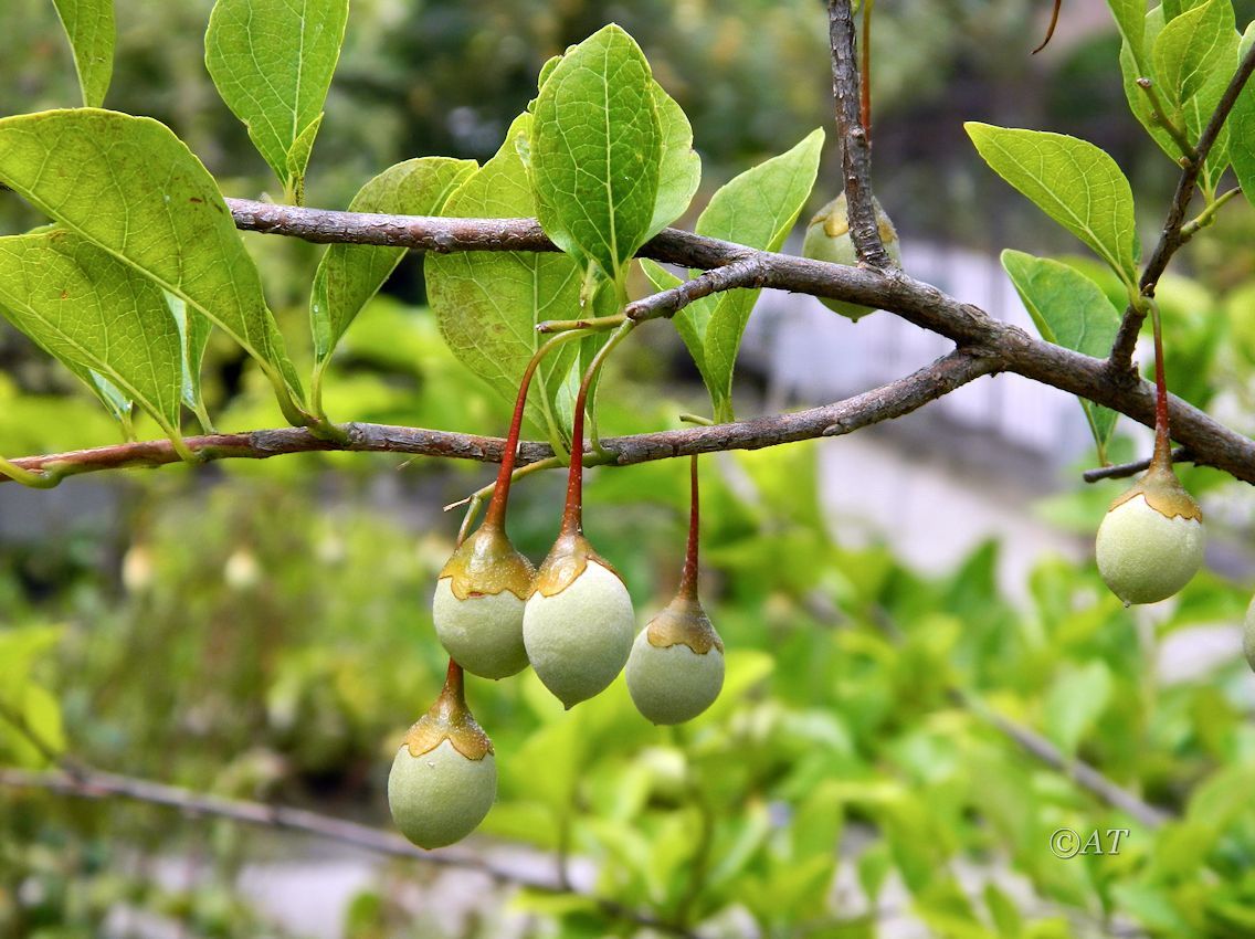 Изображение особи Styrax officinalis.