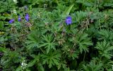 Geranium pratense