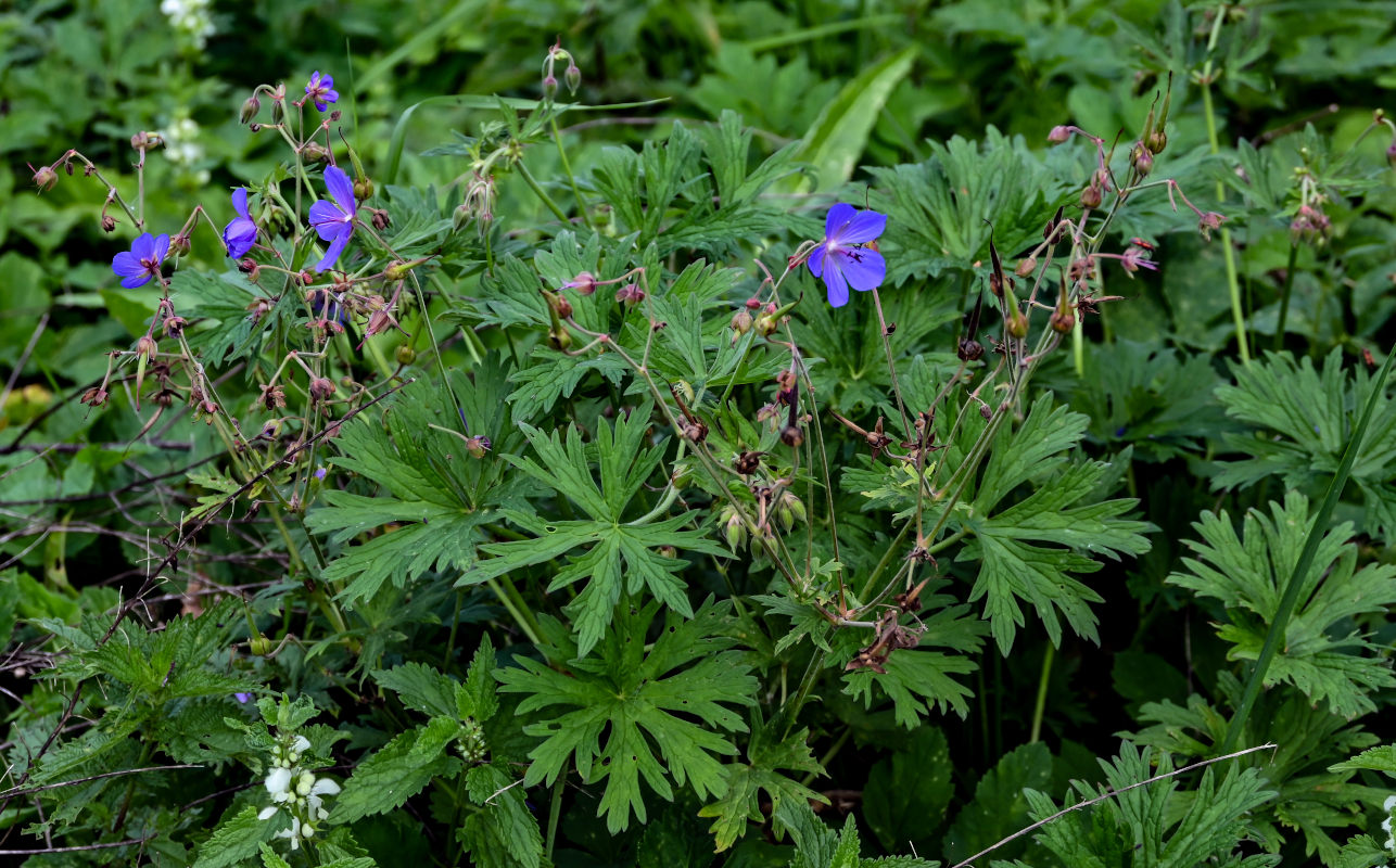 Изображение особи Geranium pratense.