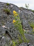 Lysimachia vulgaris