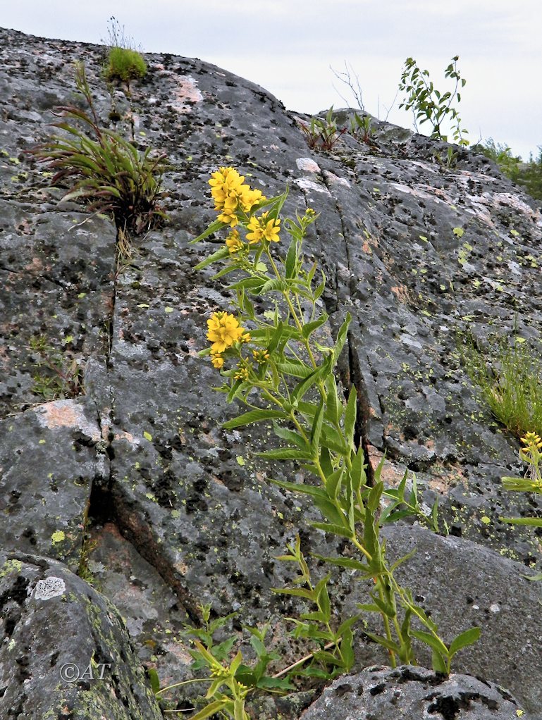 Image of Lysimachia vulgaris specimen.