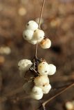 Symphoricarpos albus разновидность laevigatus. Верхушка побега с перезимовавшими прошлогодними соплодиями. Санкт-Петербург, Кировский р-н, в уличном озеленении. 09.03.2025.