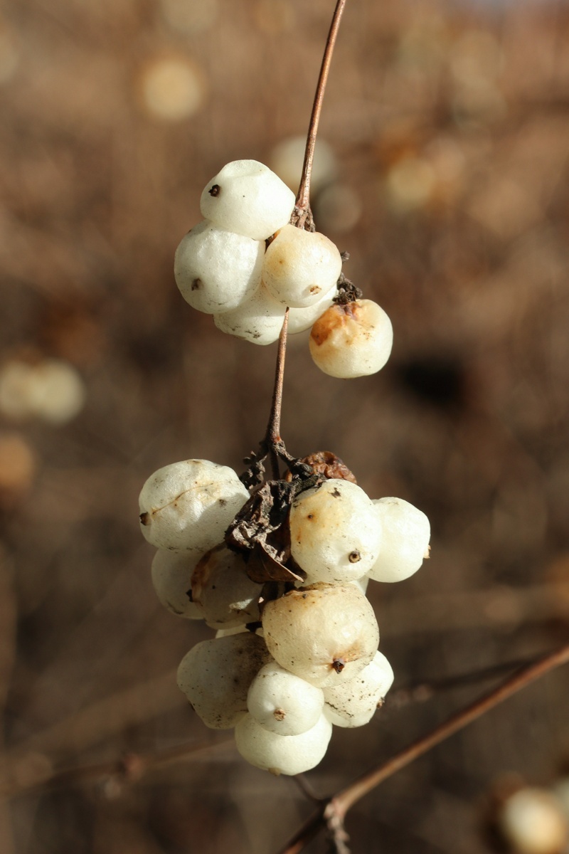 Изображение особи Symphoricarpos albus var. laevigatus.